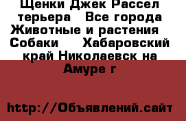 Щенки Джек Рассел терьера - Все города Животные и растения » Собаки   . Хабаровский край,Николаевск-на-Амуре г.